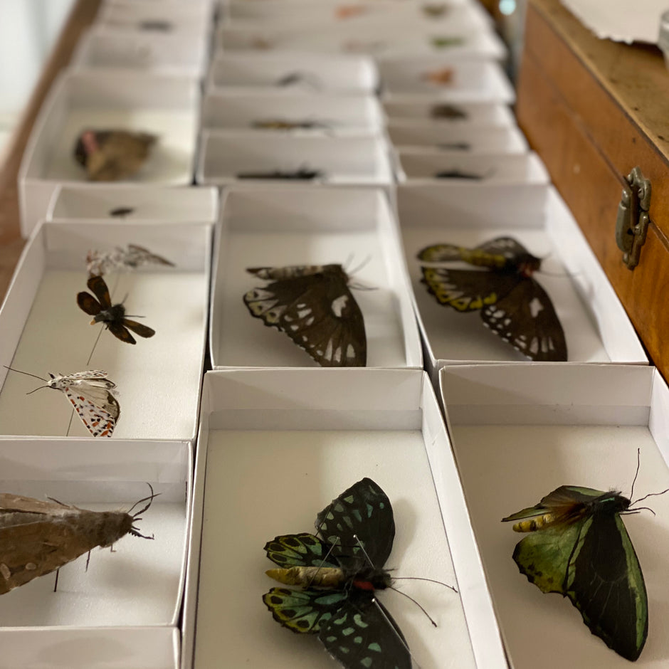 australian art fashion collaboration, paper sculpture, butterfly print, cotton clothing made in Australia