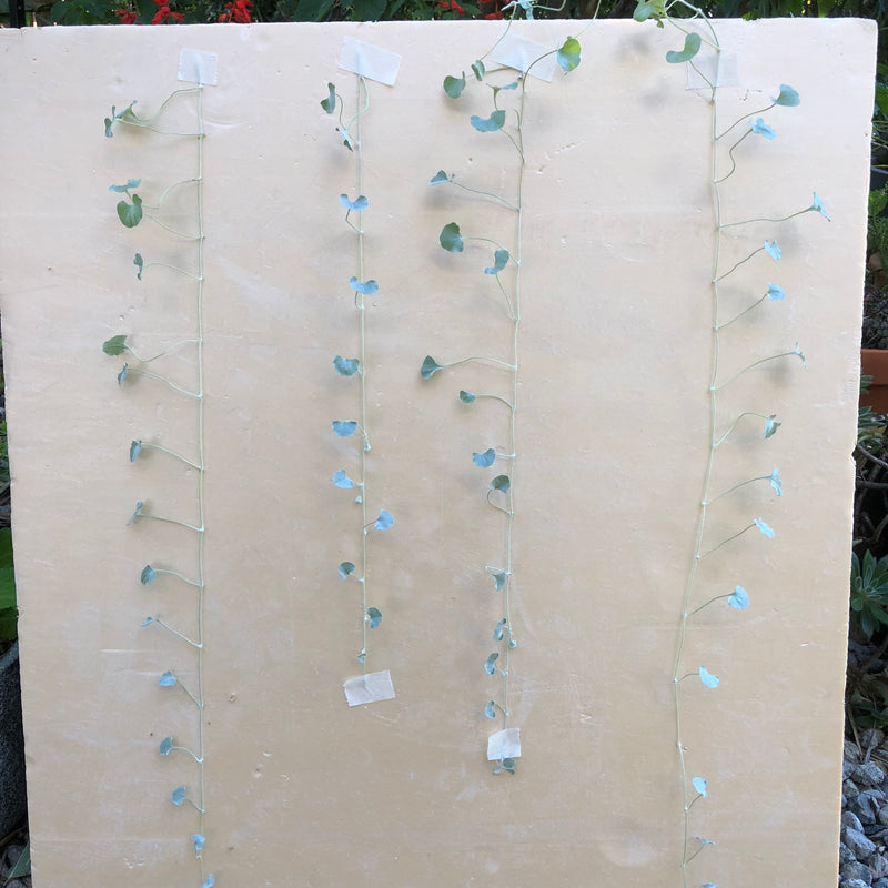 The creative process behind the new Bestowed print - 'Cascade'