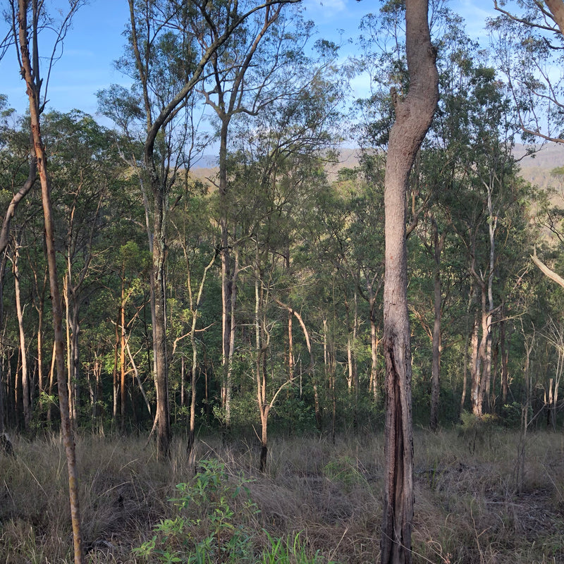 Gum Tree, the inspiration behind the new RANT collection