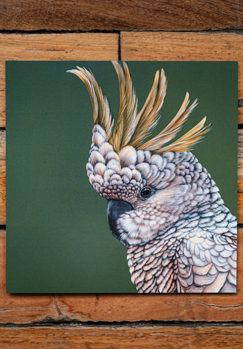 Sulphur Crested Cockatoo Square Greeting Card