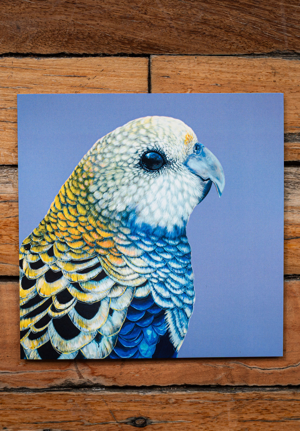 Pale Headed Rosella Square Greeting Card