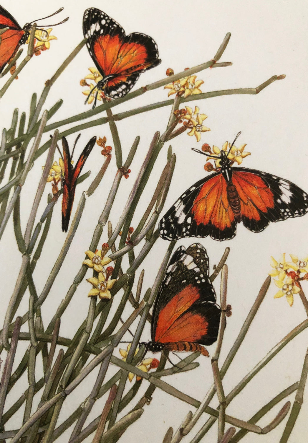Butterflies - White A6 Greeting Card