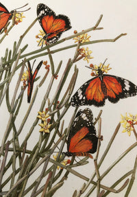 Butterflies - White A6 Greeting Card