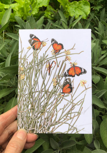 Butterflies - White A6 Greeting Card