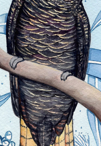 Red Tail Black Cockatoo Greeting Card