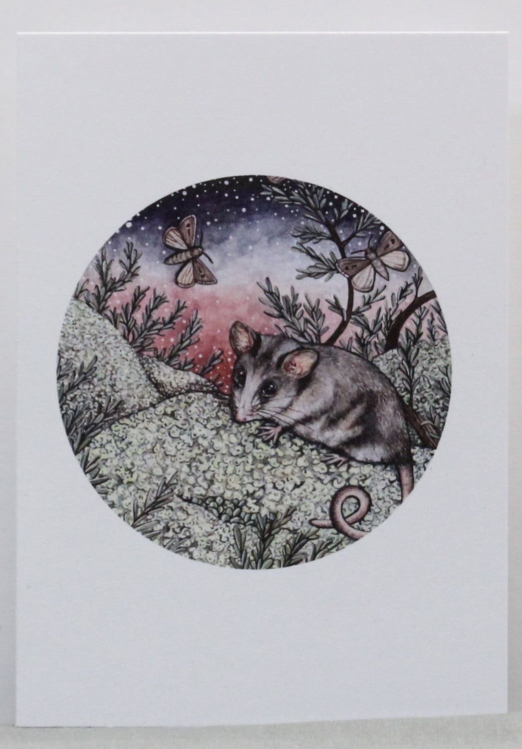 Mountain Pygmy Possum