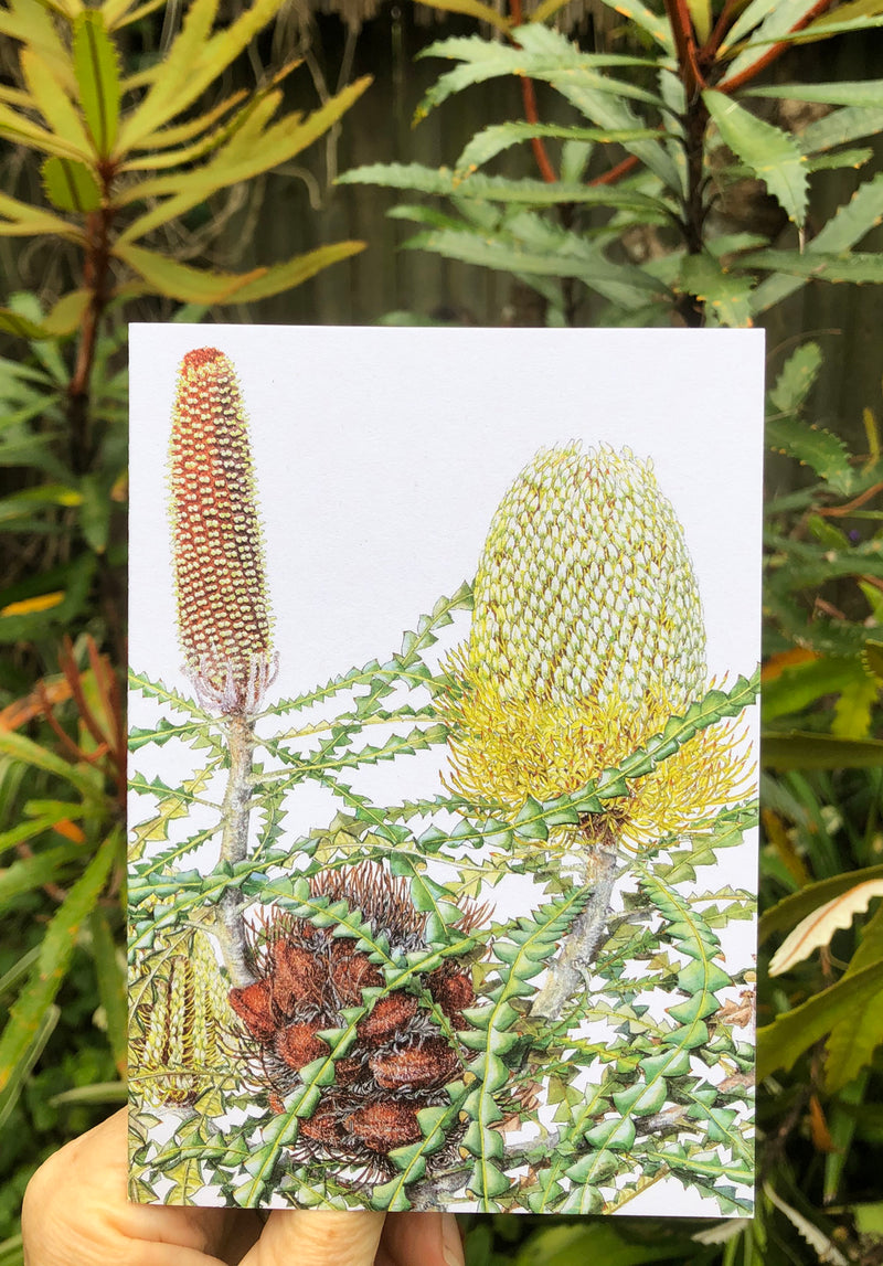 Showy Banksia - White A6 Greeting Card