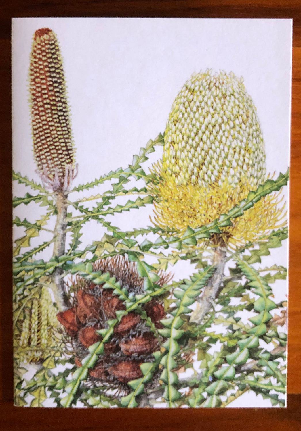 Showy Banksia - White A6 Greeting Card