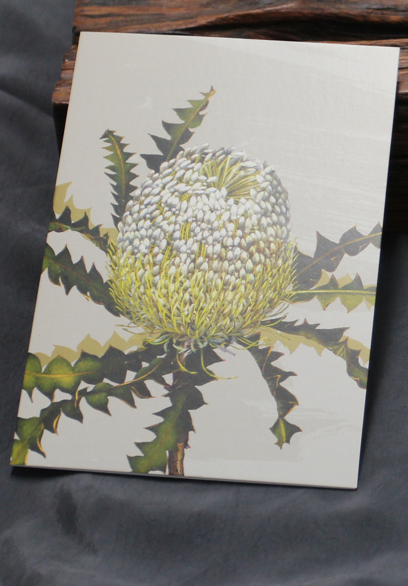 botanical art australia, banksia greeting card
